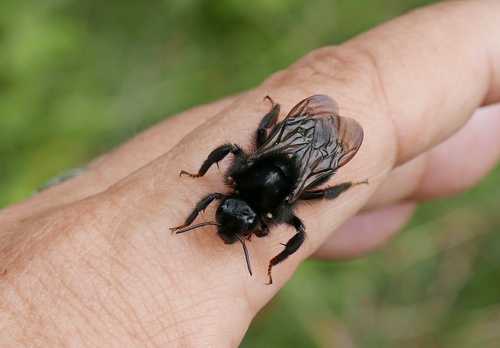 Hill Cuckoo Bumble bee