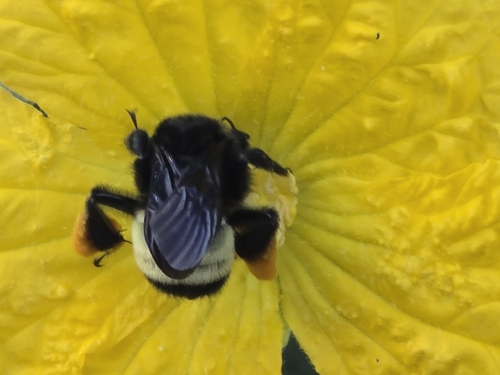 American Bumble Bee