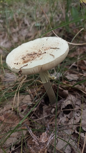 False Death-cap