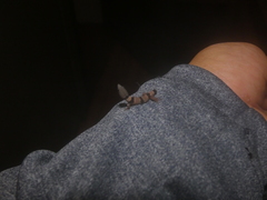 Sphaerodactylus homolepis