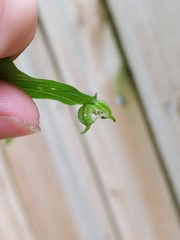 Celticecis semenrumicis