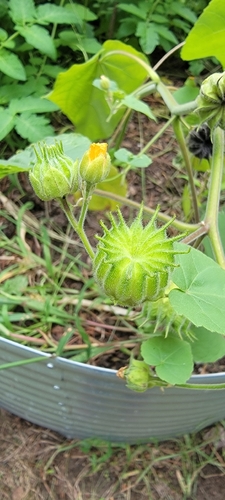 velvetleaf