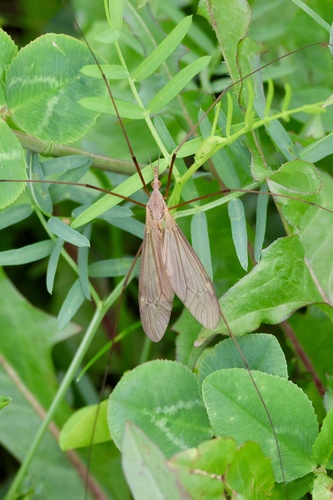 Platytipula