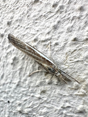 Common Grass-veneer