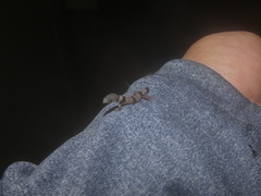 Sphaerodactylus homolepis