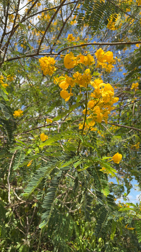 Senna multijuga observed 2026-09-20