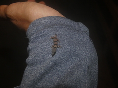Sphaerodactylus homolepis