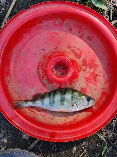 European Perch