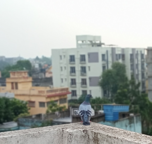Rock Pigeon