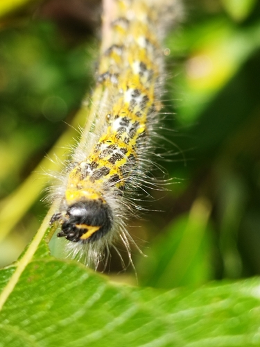 Buff-tip