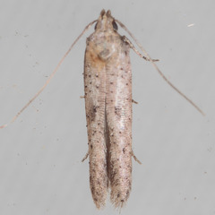 Obithome punctiferella