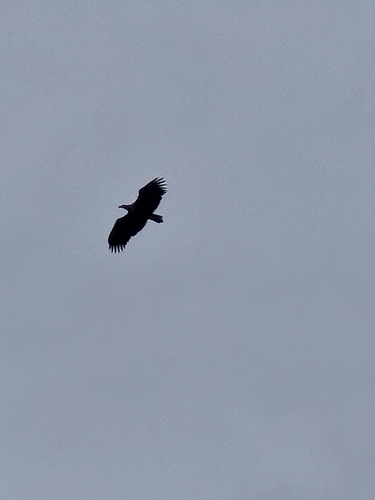 White-tailed Eagle