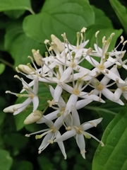 Cornus sanguinea