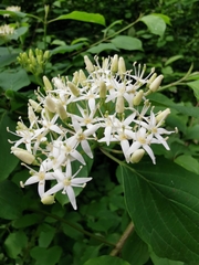 Cornus sanguinea