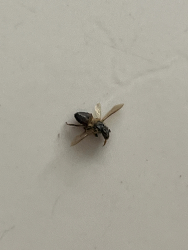 Western Honey Bee