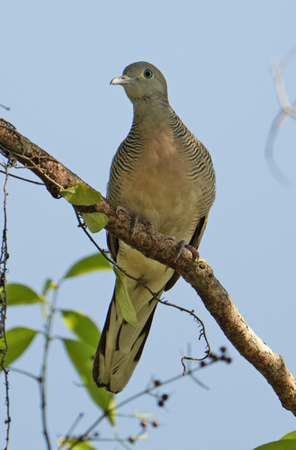 Zebra Dove