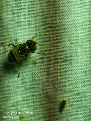 Eristalinus quinquestriatus