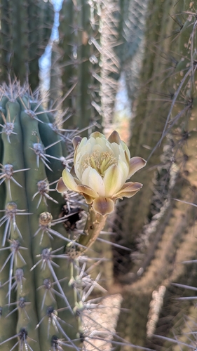 Stetsonia coryne