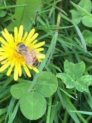 Apis mellifera