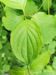 Cornus sanguinea
