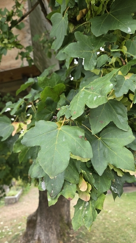 sycamore maple