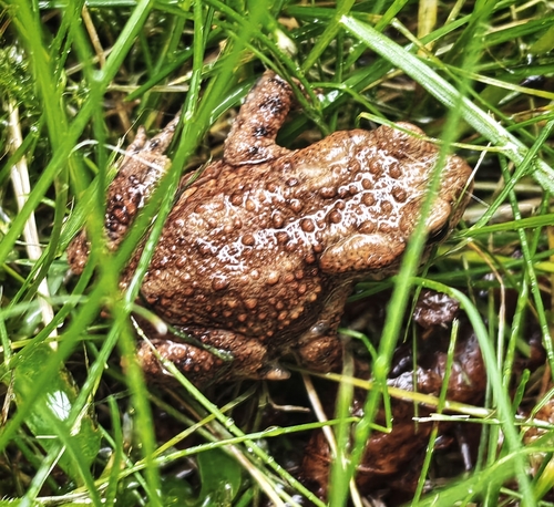 European Toad