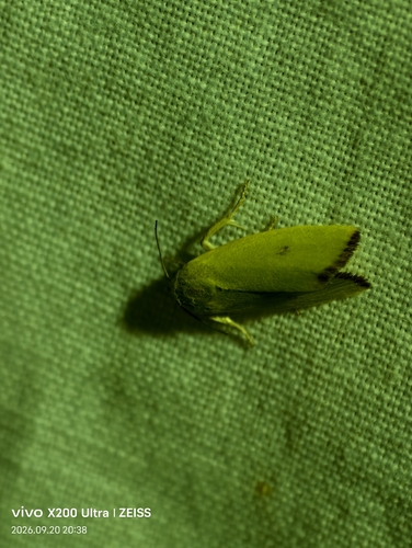 Earias pudicana
