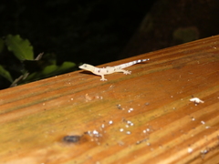 Sphaerodactylus homolepis