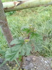 Fuertesimalva limensis