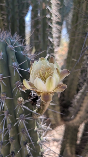 Stetsonia coryne, photograph 2