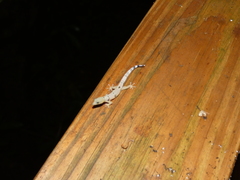 Sphaerodactylus homolepis
