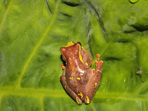 Dendropsophus sarayacuensis, 2026-09-19