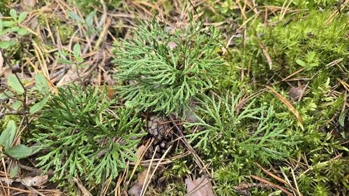 blue clubmoss