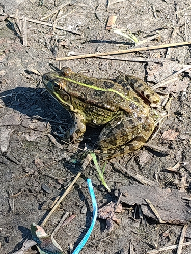 Marsh Frog
