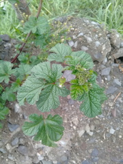 Fuertesimalva limensis