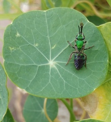 Pseudaugochlora