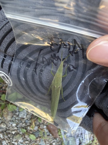 Atractomorpha lata