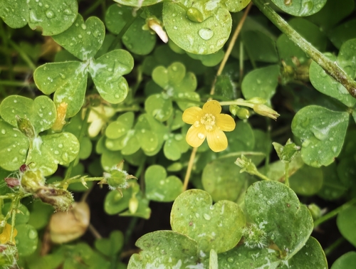 upright yellow woodsorrel