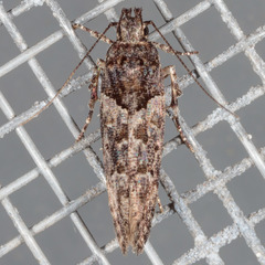 Telphusa perspicua