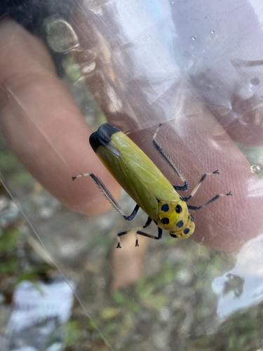 Black-tipped Leafhopper
