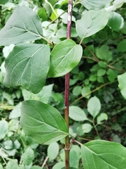 Cornus sanguinea