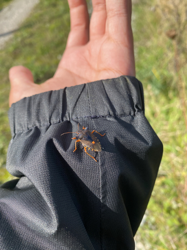 Forest Bug