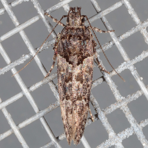 Telphusa perspicua