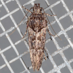Telphusa perspicua