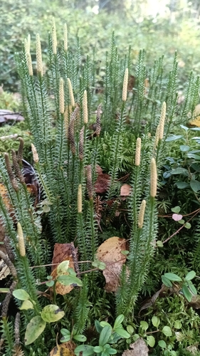 interrupted clubmoss