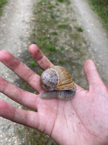 Roman Snail