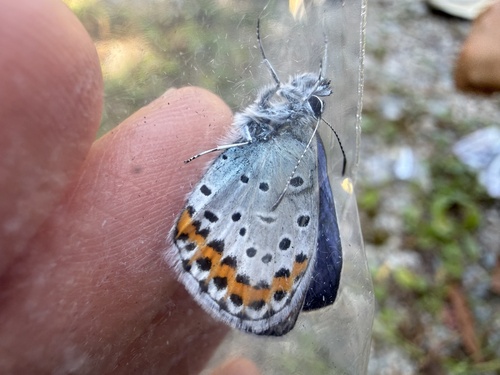 Reverdin's Blue