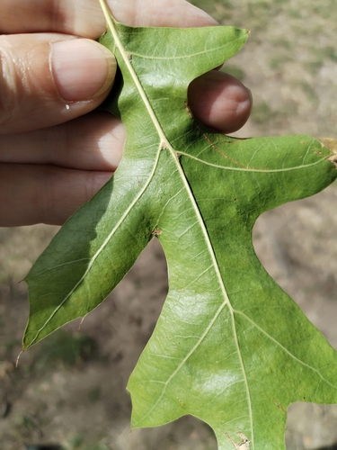Quercus palustris, photograph 4