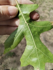 Quercus palustris, photograph author not stated, no rights reserved