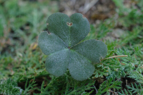 Erysiphe russellii